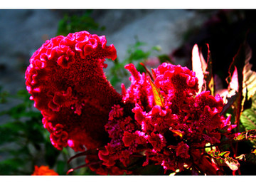 雞冠花
