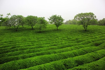 茶園風光