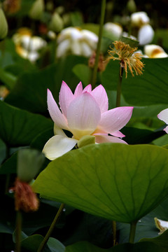 荷花