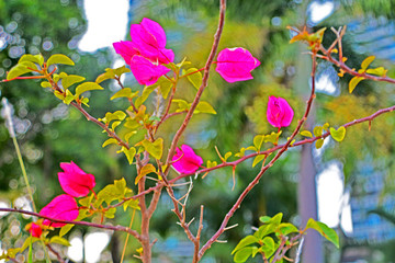 三角梅花