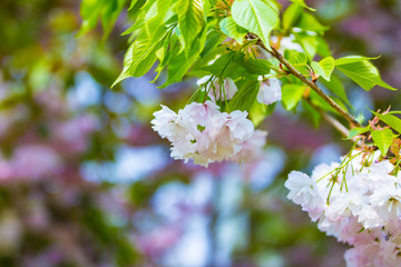 櫻花