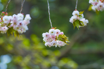 櫻花