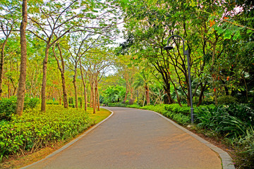 公園綠樹小道