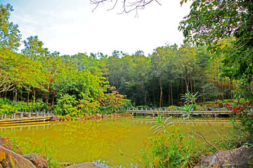 湖畔樹木美景