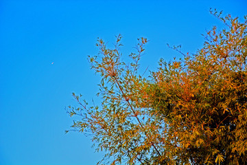 樹枝天空