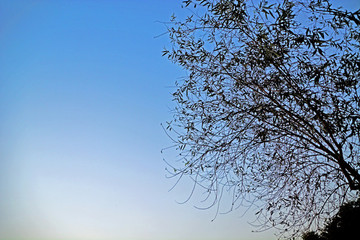 黃昏天空樹枝