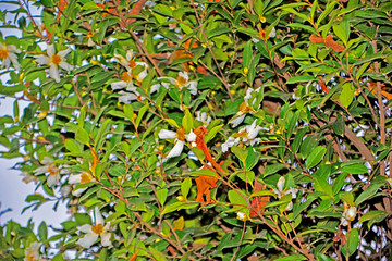 茶花