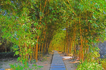 公園綠化小道