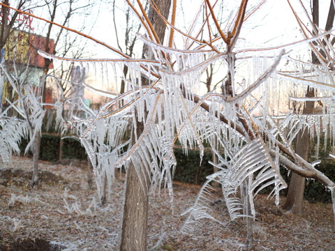 冰雪樹枝