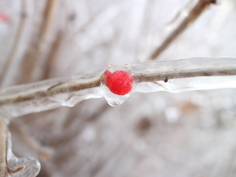 冰雪紅豆