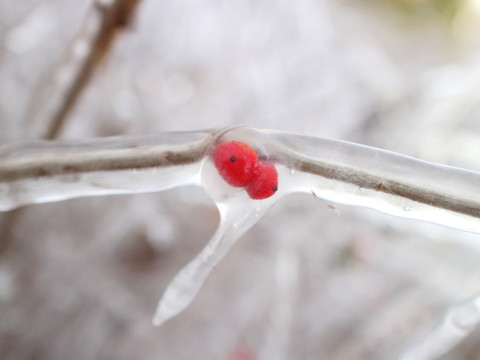 冰雪紅豆