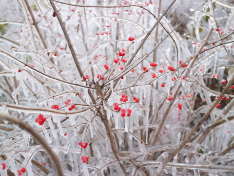 冰雪紅豆