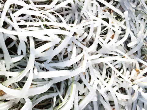 冰雪枝葉