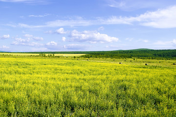 草原風(fēng)光