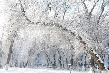 雪景