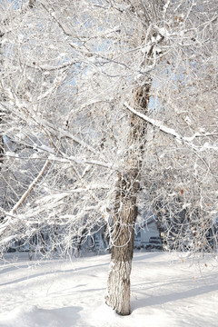 雪景