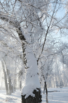 雪景