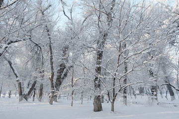 冬雪