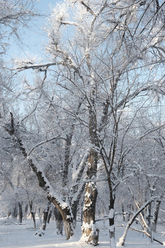 雪景