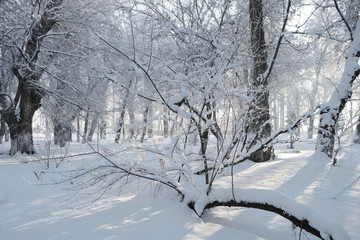 雪景