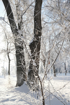 雪淞