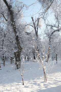 雪淞