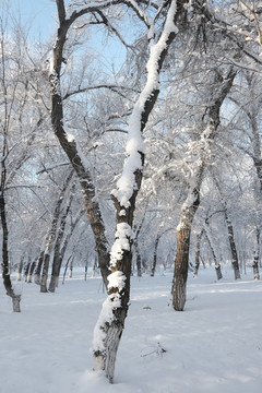 雪景