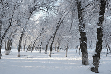 雪景