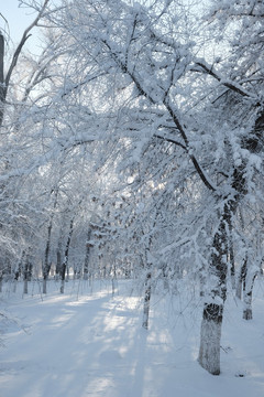 冬雪