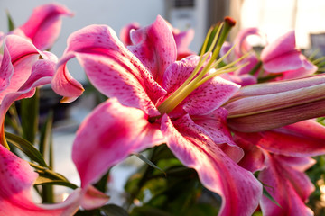 紫紅百合花