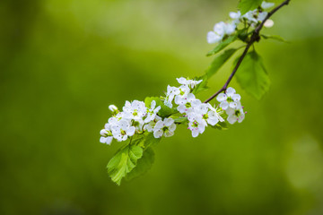 梨花