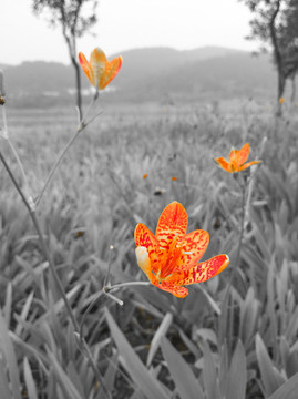 鮮花特寫