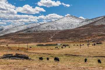 枯魯柯雪山丫口牧場(chǎng)