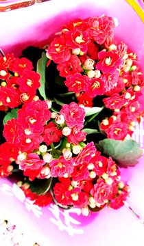串紅花
