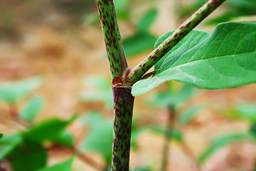 藥用植物虎杖