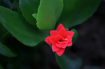 長壽花