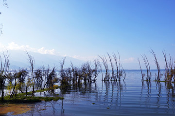 洱海樹(shù)影