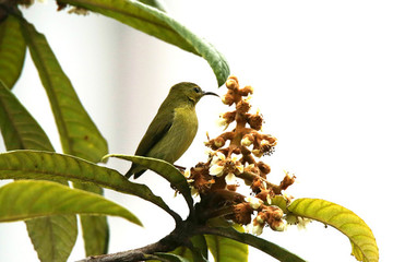 叉尾太陽(yáng)鳥雌枇杷花