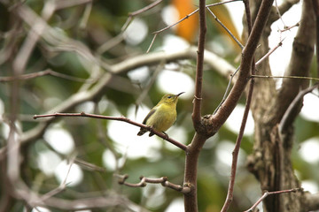 叉尾太陽(yáng)鳥雌