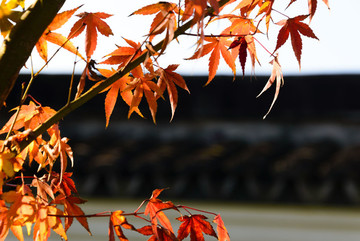 紅楓