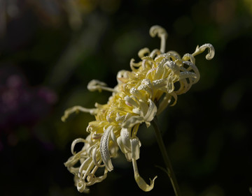 菊花