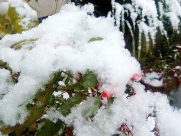 雪花