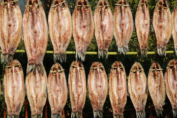 西溪濕地咸魚(yú)