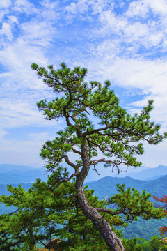 千山小黃山峭壁松樹(shù)與漫天彩云