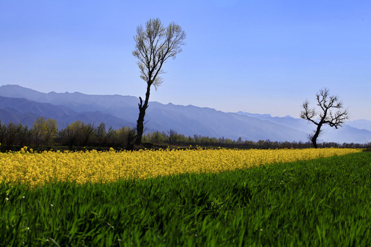 農(nóng)村景色