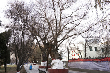 百年古樹(shù)旱柳
