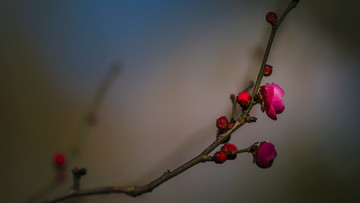 梅花