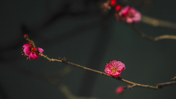 梅花