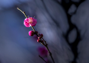 梅花