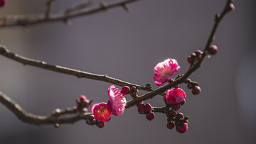 梅花